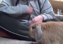 Spoiled Bunny Rabbit Growls And Thumps When His Owner Stops...