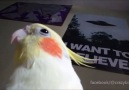 spookycredits Crazy Birbs