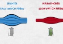 Sprinter VS Marathoner