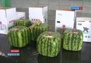 Square Watermelons In Japan!