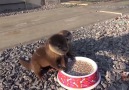 Squeaking Baby Otters Eat