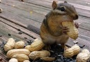 Squirrel Cam - The Chipsters!