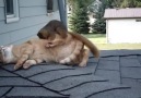 Squirrel & Cat Play Together!