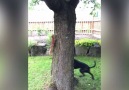 Squirrel Mugs Off Dog