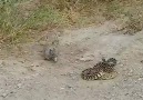 Squirrel vs Bull Snake