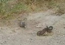 Squirrel vs Bull Snake
