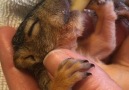 Squirrel Who Fell Out Of A Tree Finds The Perfect Family