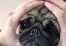Squish on command.By kimchi.the.pug IG