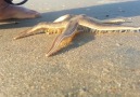 Starfish Walking on the Beach