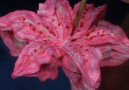 Star Gazer Lily- Cake Decorating!By The Art of Frosting