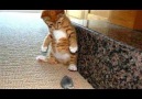 Startled Cats Compilation