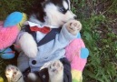 Start your weekend off with this little Husky pup in a tuxedo