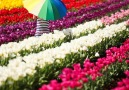 Stay Here Forever - Carlsbad Flower Fields California looks magical Facebook