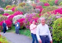 Stay Here Forever - Most Beautiful Flower Garden Azelea in Japan Facebook