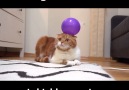 Sticking Balloons On Cats