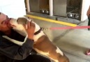 Stolen Dog Has Perfect Reaction To Seeing His Family Again