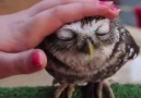 Stop everything and watch this tiny owl being stroked
