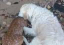 Storm the dog rescues baby deer from drowning and check to make sure shes okay