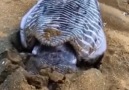 Strange animals that appear on the beach