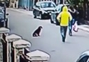 Stray dog saves innocent woman from robber...we just dont deserve dogs