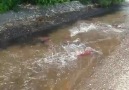 Stream Overflowing with Salmon