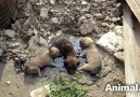 Stuck for hours in rock-solid tar puppies rescued. Watch til the end.