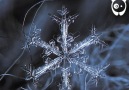 Stunning close-ups of snowflakesby Alexey Kljatov goo.gl3ua0UE