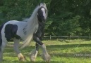 STUNNING Horse