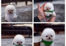 Stylish Eve - CUTE PUPPY Facebook