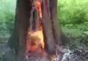 SÜBHANALLAH ! ! !Çok garip bir ağaç!İçinde Ateş yanıyor!