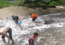 SubhanAllah.. Fenomena Ikan Tamban Naik Ke Darat..