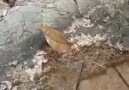 SubhanAllah ..Yaprak sandığımız şeye bakın
