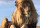 Such a majestic animal Video by our friend Suzanne Scott from GG Conservation