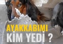 Suçlarını kabul etmeyen köpekler.