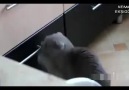 Suçüstü Yakalanan Kedi