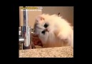 Su Damlalarını Yakalamaya Çalışan Kedi