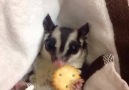 Sugar glider love