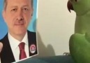 Şu kuş kadar aklı olmayanlar var bu ülkede..Recep Recep Recep