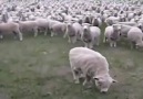 Şu mucizeye bakınız
