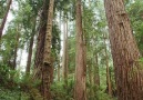 Sunlight through the Redwood National Park California