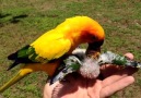 Sun parakeet feeding her chikhs