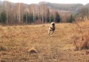 Super Amazing Dog