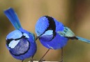 Superb Blue Fairy-Wrens&Eatwell