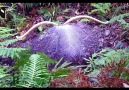 Superb Lyrebird Display