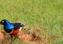 Superb Starling