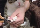 Super calm cat getting nails clipped