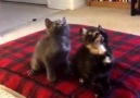 Super cute kittens groove to the beat