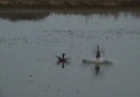 SÜper Ördek Avı Videosu