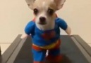 Superpup