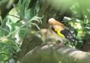 Super Vidéo A ne pas rater femelle nourrit son jeune a la nature